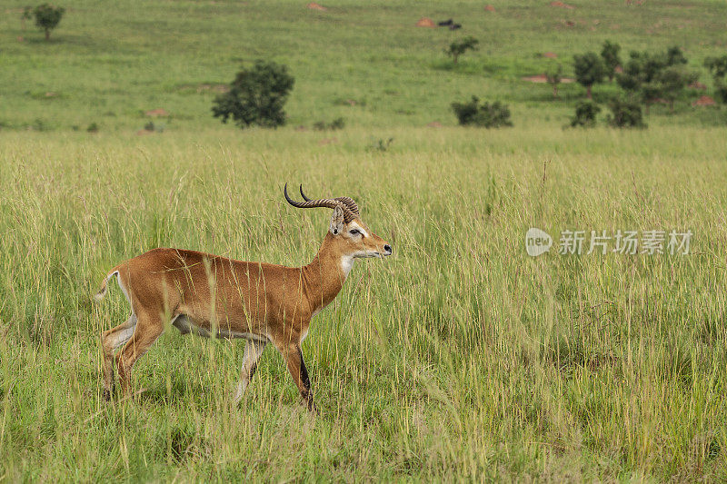 男性乌干达Kob: Murchison Falls NP，乌干达